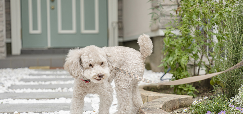 アニフルメゾン犬